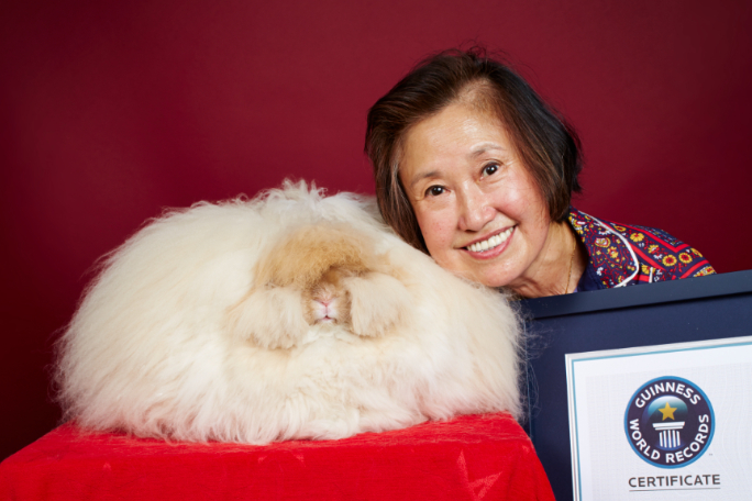 Rabbit with the longest fur never had a bad hare day | Guinness World ...