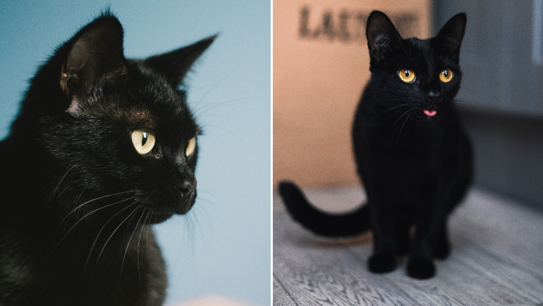 black cat split image