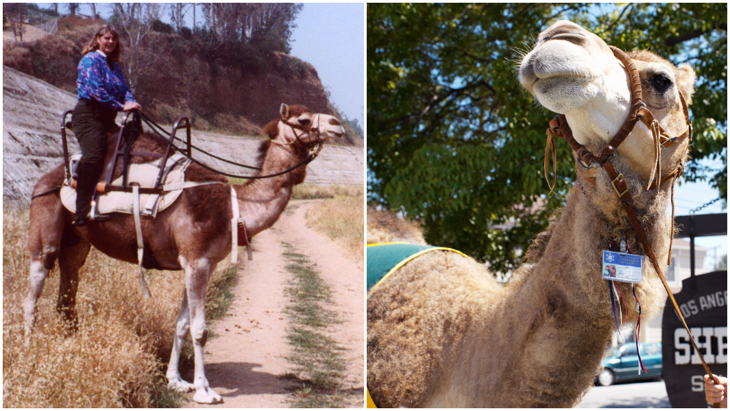 split-image-of-nance-fite-riding-bert-the-camel-and-close-up-of-bert-the-camel.jpg