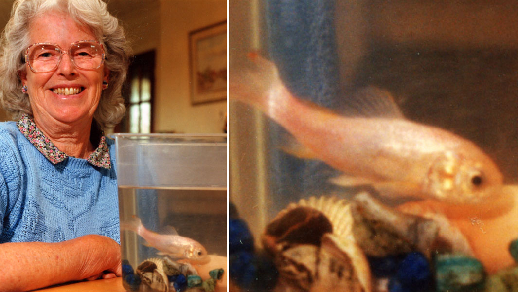 split image of Tish goldfish