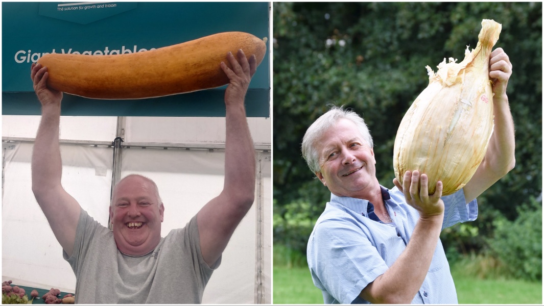 giant-veg-header