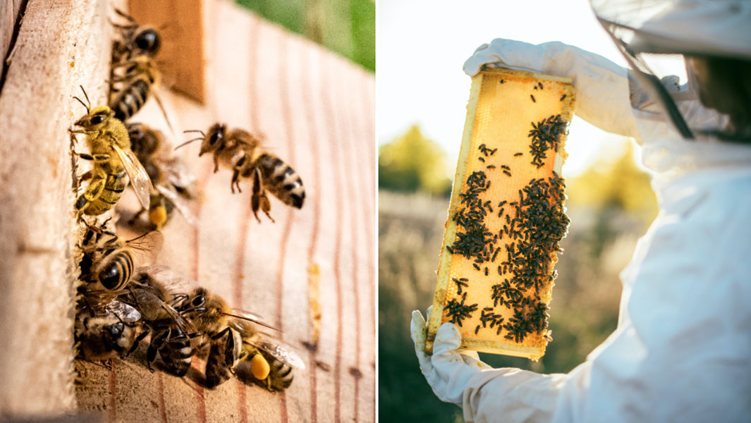 bees and bee keeper split image