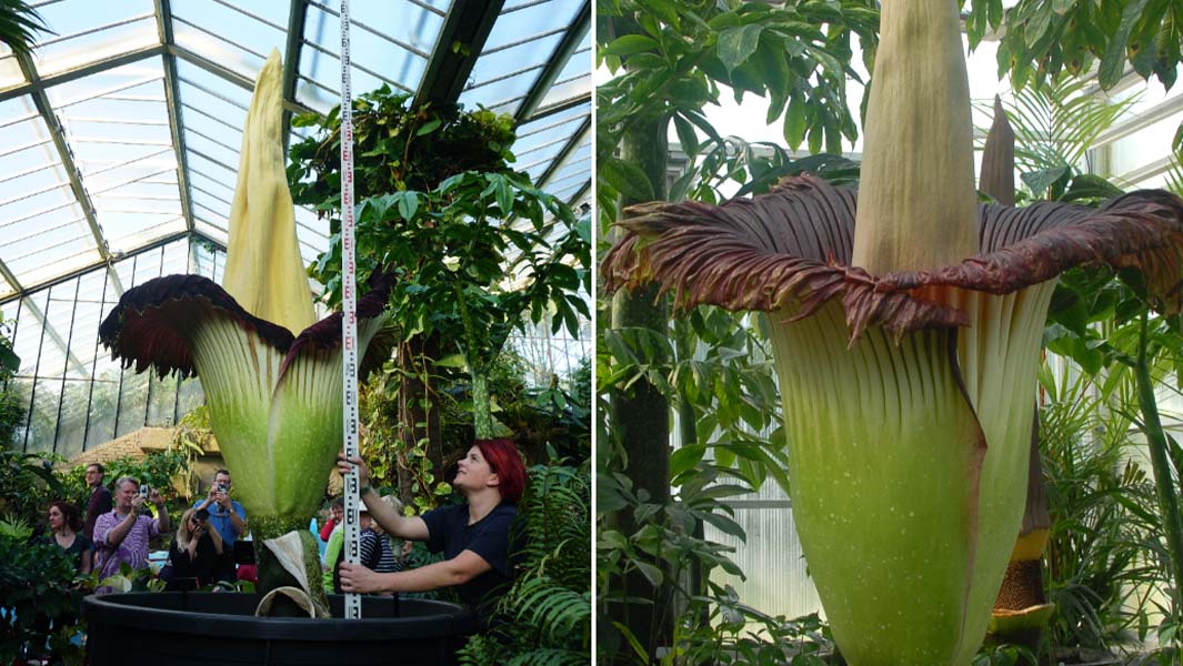 smelliest plant split image