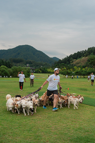 Mitchell walking a pack of dogs