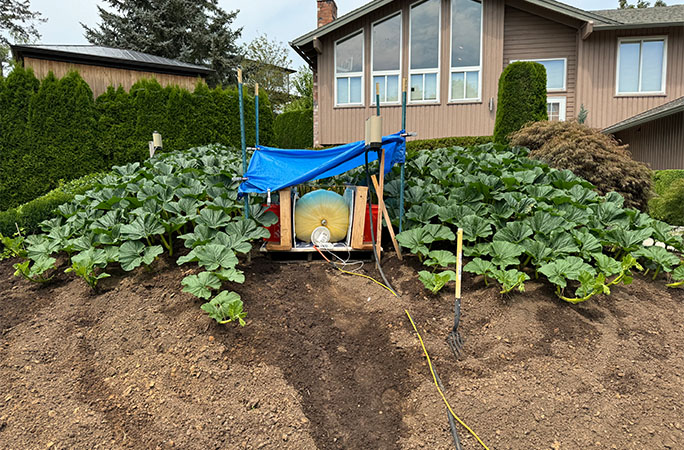 Gary growing his pumpkin