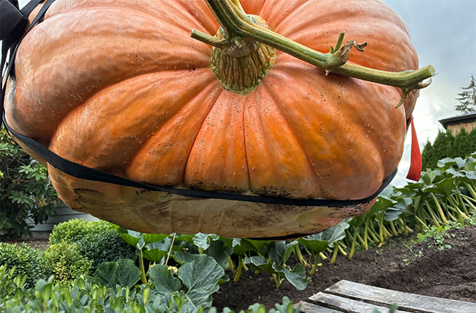 The pumpkin before it became a boat