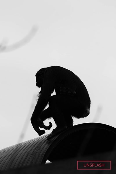 Chimp in black and white
