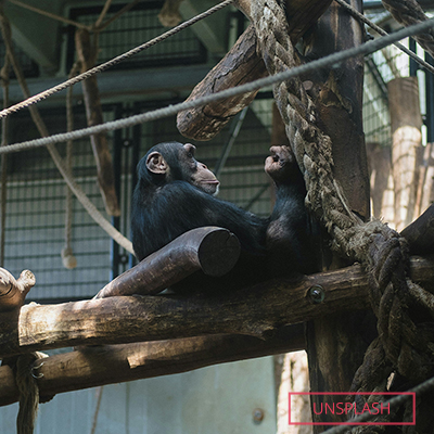 Chimp on a tree