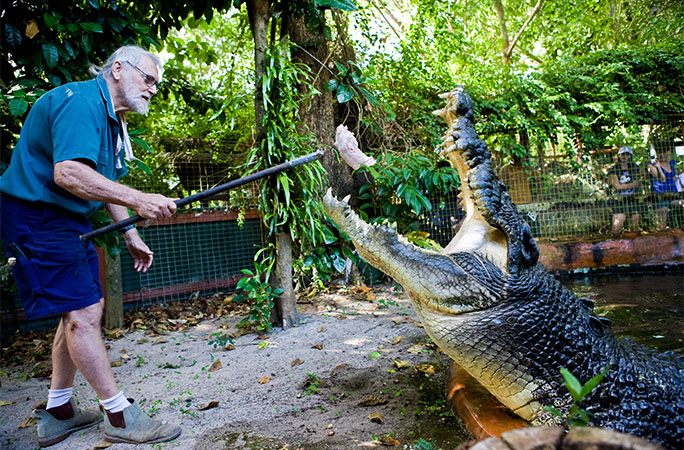 Cassius the crocodile