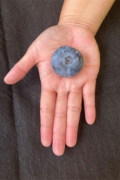 the heaviest blueberry