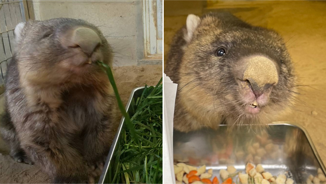 split image of Wain the oldest wombat ever