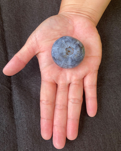 heaviest blueberry on top of a hand