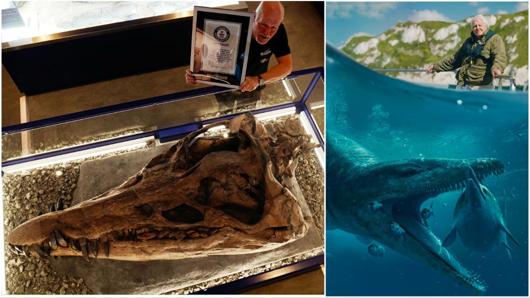 most-complete-pliosaurus-skull-header