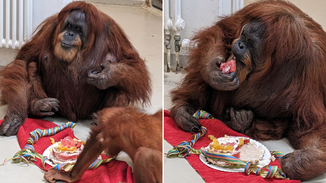 split image of Bella the orangutan eating cake