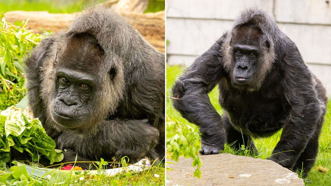 split image of Fatou the oldest gorilla