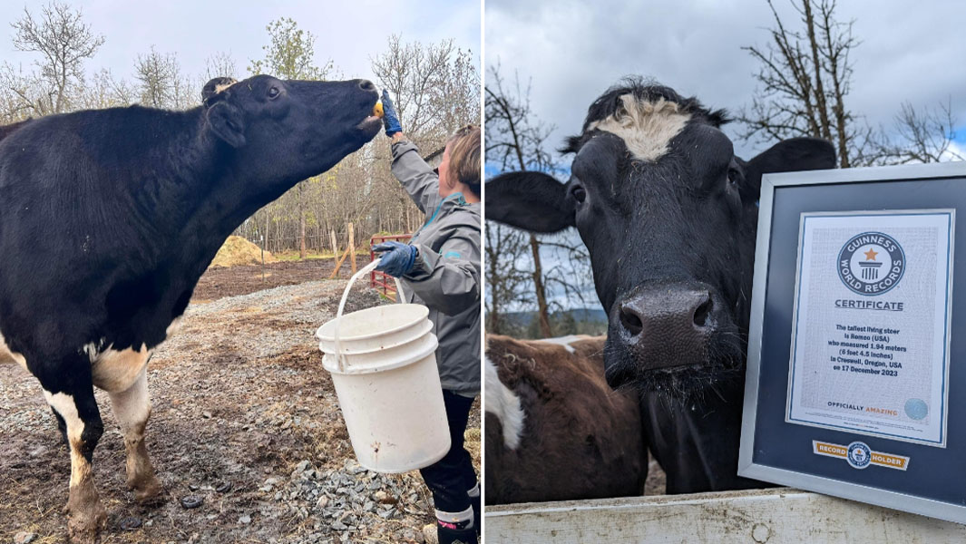 tallest steer romeo split image