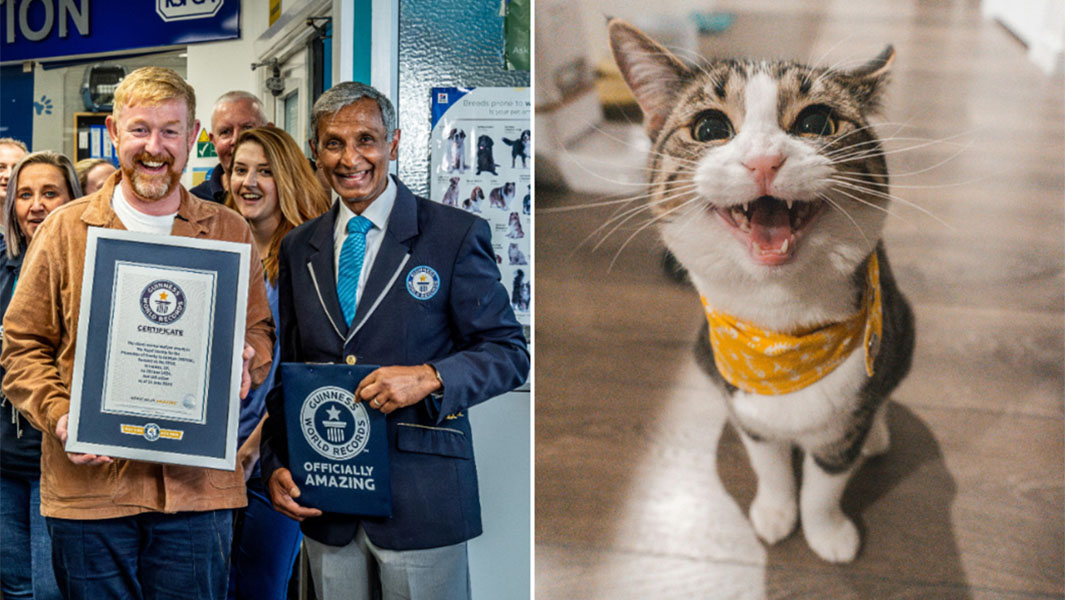 Split image of certificate and cat