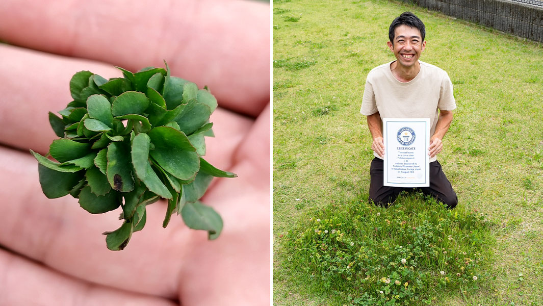 split image of 63 leaf clover and its grower