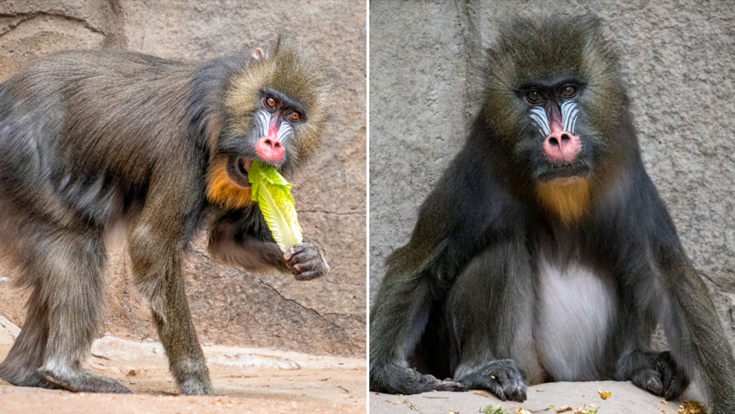 split image of Nikki the mandrill