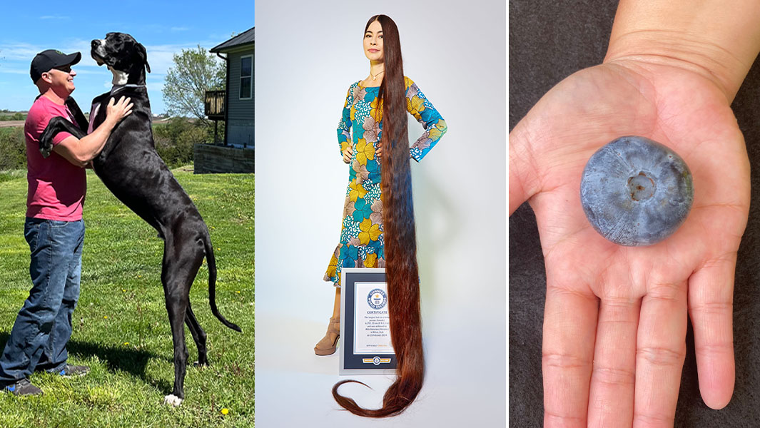 split image of tallest dog longest hair and heaviest blueberry