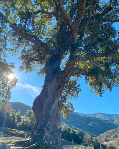 Close up of tallest cork tree