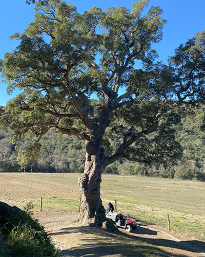 Tallest cork oak tree