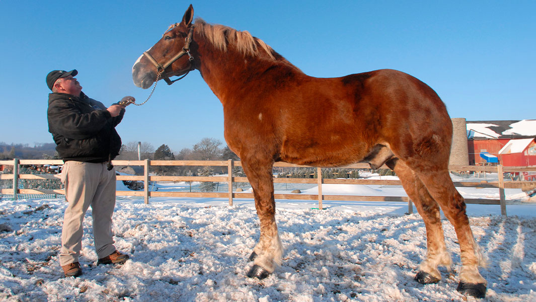 Split image of surfing dog, longest rabbit and shortest horse