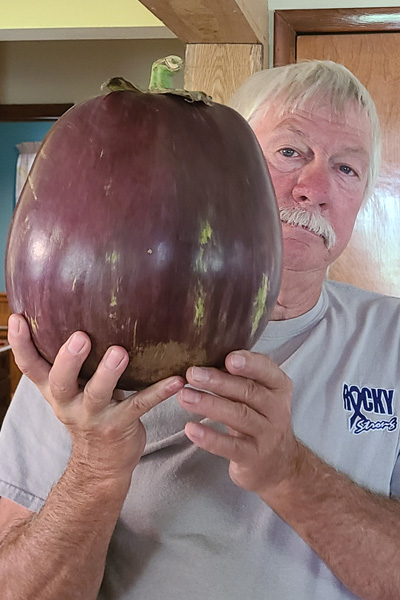 heaviest eggplant up close held by dave bennett