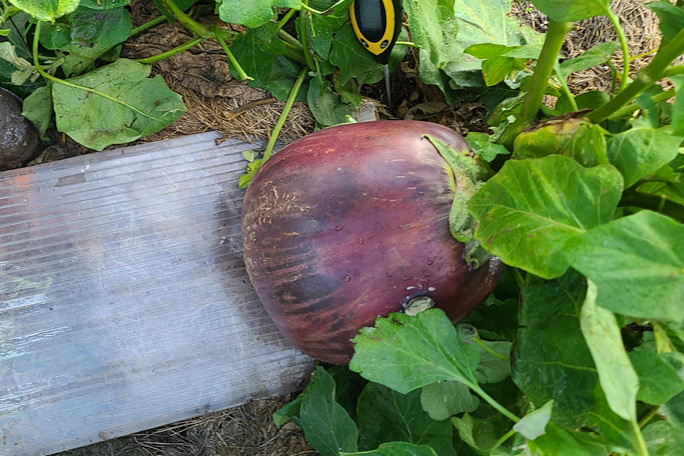 heaviest eggplant before being picked while growing on plant 