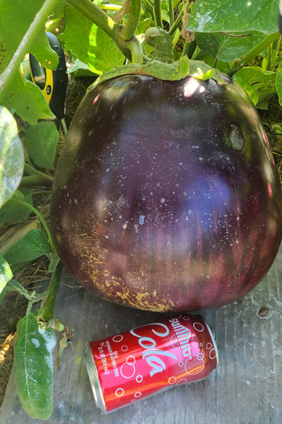 heaviest eggplant next to a soda can