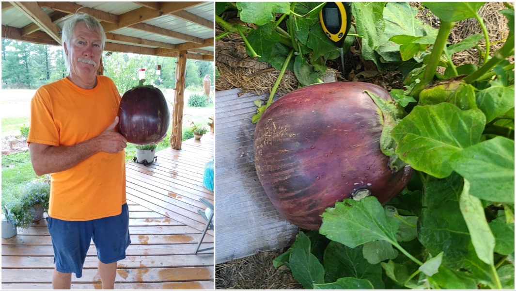 Heaviest eggplant aubergine with grower Dave Bennett