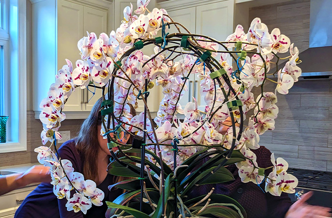 This orchid has the most flowers