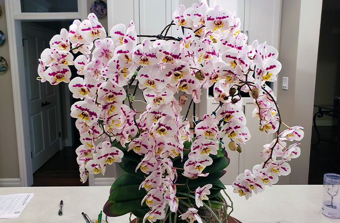 This orchid has 159 flowers