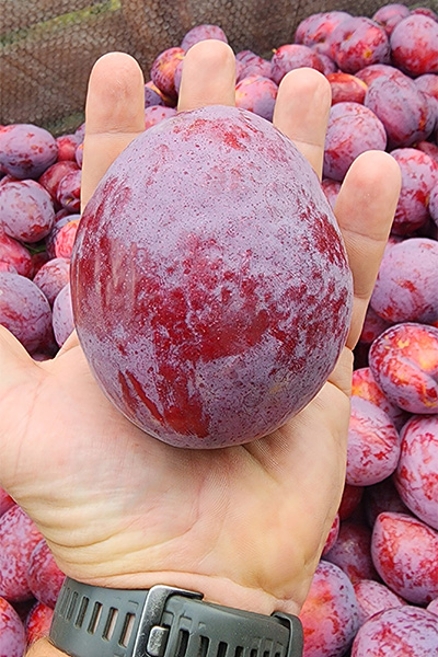 Heaviest plum on a human palm
