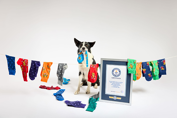 Simba with socks and cert