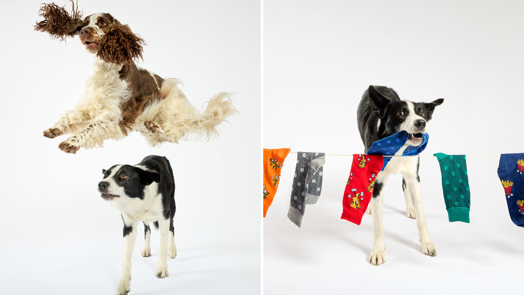 Simba and bonnie jumping split header
