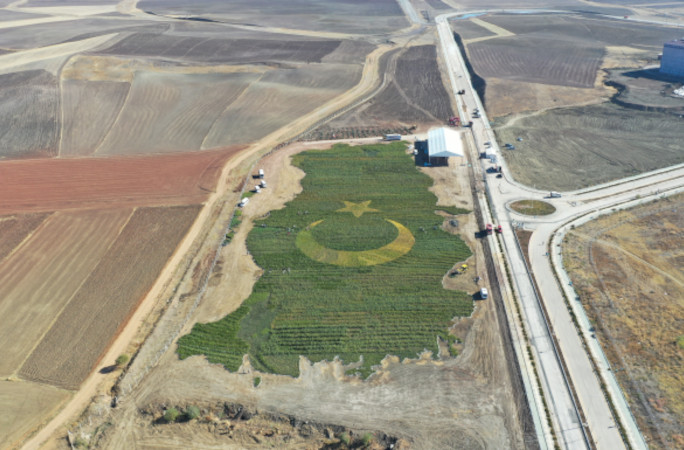 Trees assembled into the shape of the Turkish flag