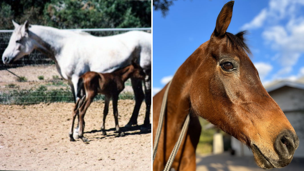 A split image of the world's oldest horse, Echoquette, as a foal and all grown