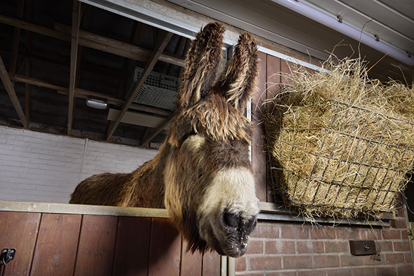 bambou has the largest ears on a donkey