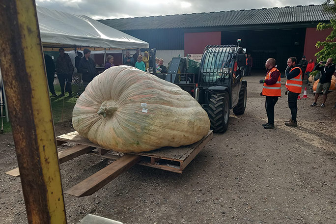 heaviest pumpkin being moved with a forklift truck