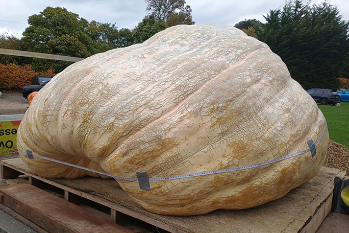 largest pumpkin  by circumference grown by the paton brothers