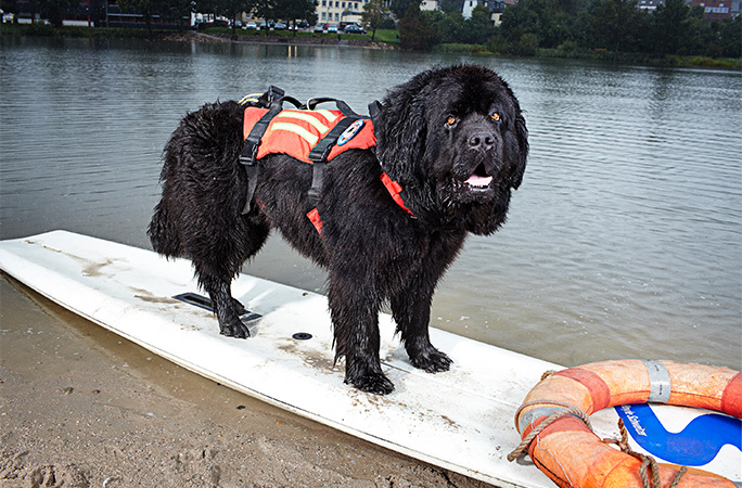 dog in a life vest standing on a surfboard