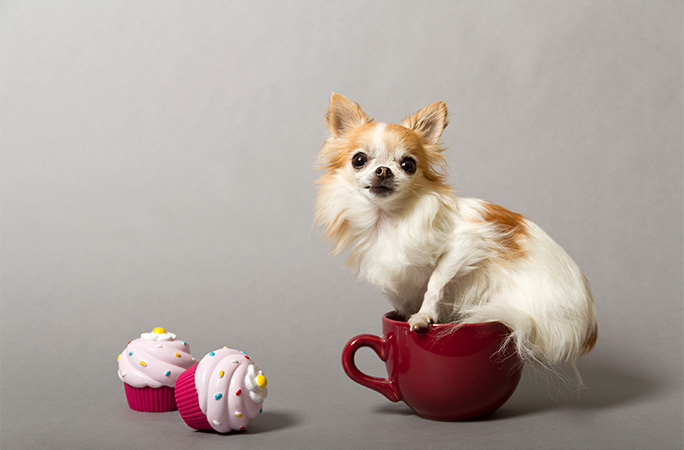 the shortest service dog
