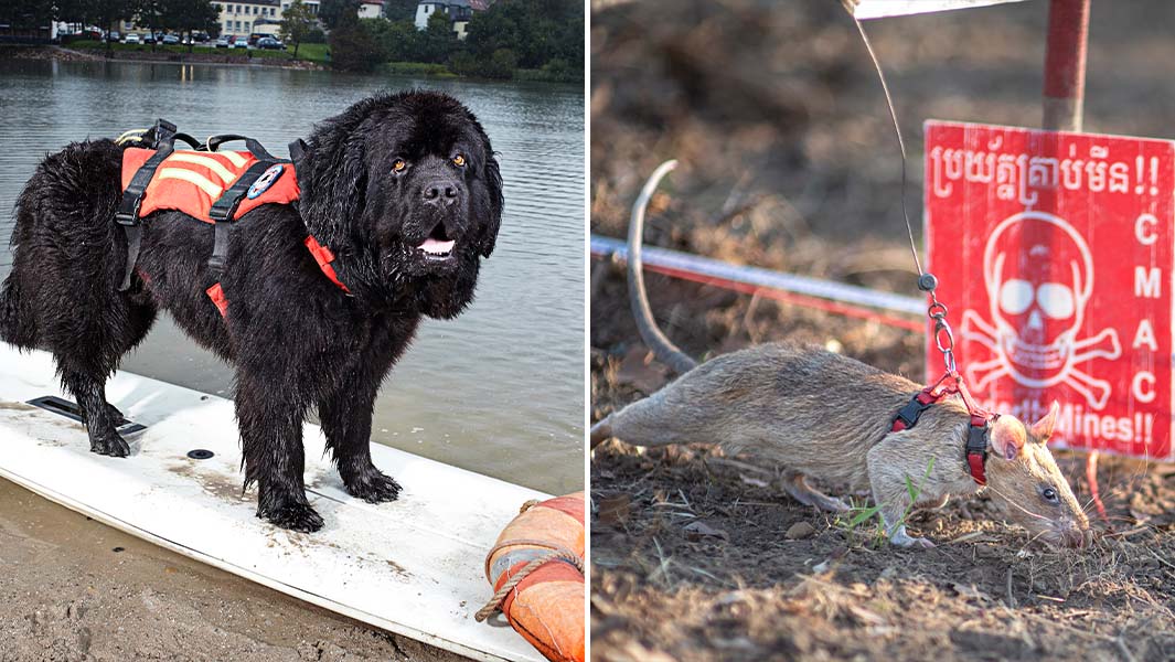 split animal of lifeguard dog and bomb-sniffing rat