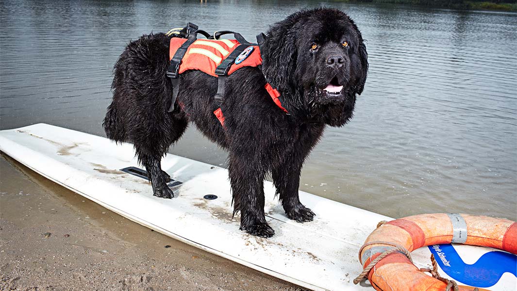 split animal of lifeguard dog and bomb-sniffing rat