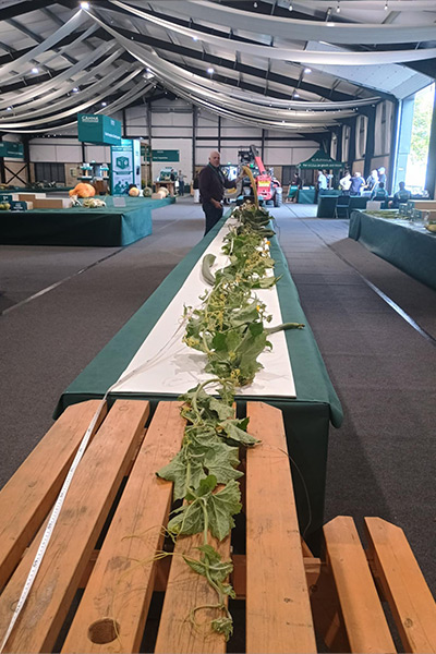 malvern-2025-graham-barratt-with-the-tallest-luffa-plant