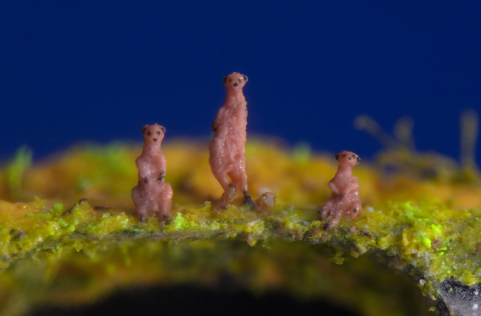 sculpture of a mammal