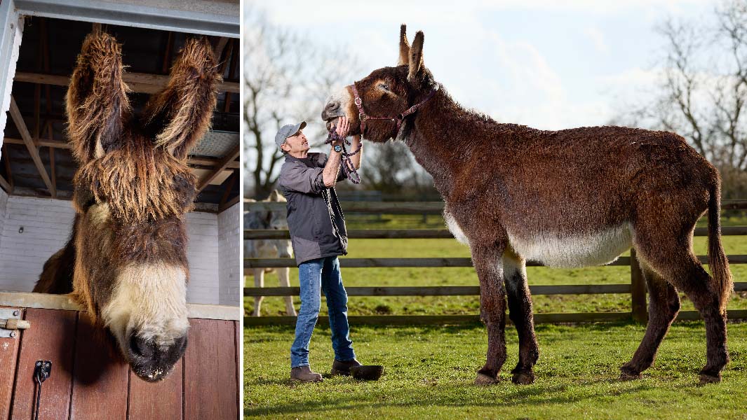 Tallest-donkey-and-largest-ears-on-a-donkey