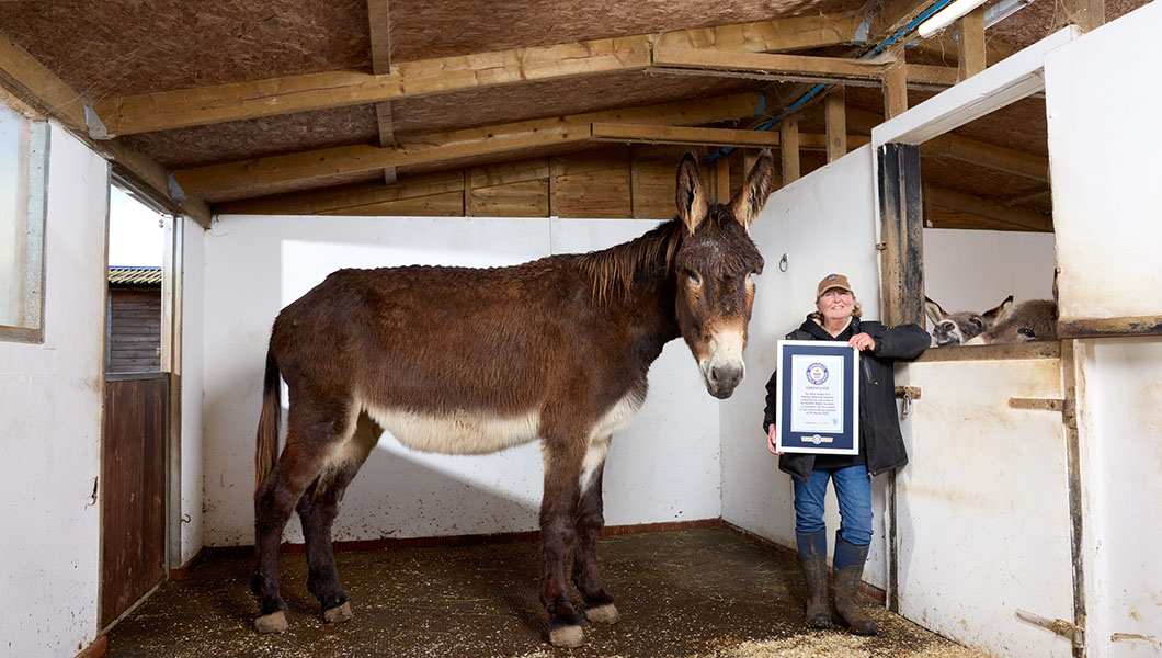 Tallest-donkey-and-largest-ears-on-a-donkey