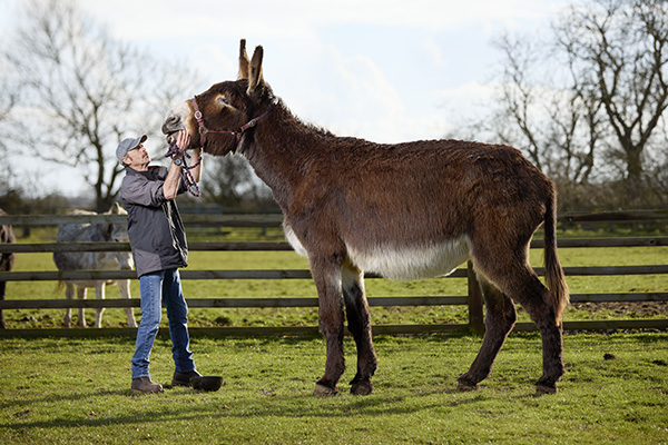 Tallest donkey playing with owner